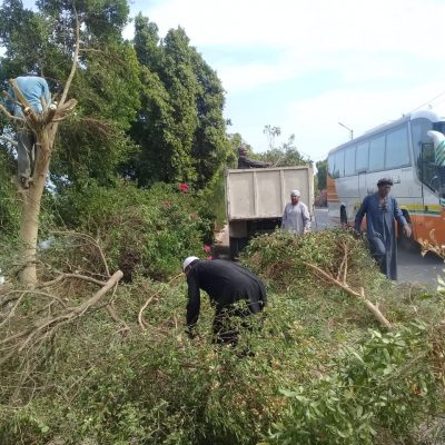 295233-مدينة-الزينية-تقود-حملة-لتجميل-وتهذيب-أشجار-المدخل-الرئيس-لطريق-مصر-أسوان-الزراعي-(1)